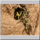 Mellinus arvensis - Kotwespe w43b beim Nesteintrag - Fliege wird rueckwaerts ins Nest gezogen.jpg